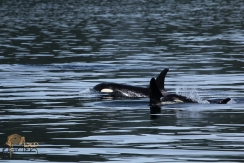 Northern Resident Orca