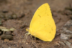 brimstone yellow